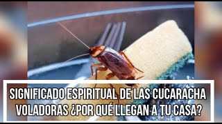 SIGNIFICADO ESPIRITUAL DE LAS CUCARACHAS VOLADORAS ¿POR QUÉ LLEGAN A TU CASA?