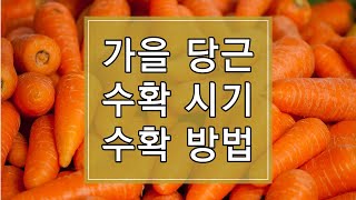 2023년 가을 당근 수확시기 및 수확방법, 저장방법 알아보기