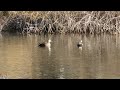 2024年2月17日。【4k】duck s funny movements with bossanova. 鴨たちの愉快な動き、軽快な音楽とともにお楽しみください。