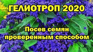 ГЕЛИОТРОП 2020. Посев семян проверенным способом.