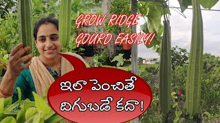 GROW RIDGE GOURD EASILY || ఇలా పెంచితే దిగుబడే కదా!