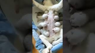 Baby Pet 😸🐩 So Beautiful Pet 😸🐩 Most Funny Video Animals Reaction video Baby Cat Video