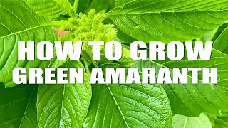 Green Amaranth || How to grow Amaranth greens at home