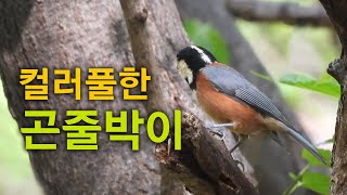 곤줄박이(조류 활동 촬영)