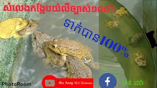 សំឡេងកង្កែបយំ