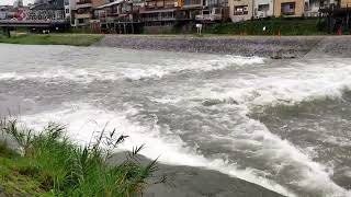 京都市内を流れる鴨川の様子（2024年7月2日　京都市内）　Kamo River flowing through Kyoto city