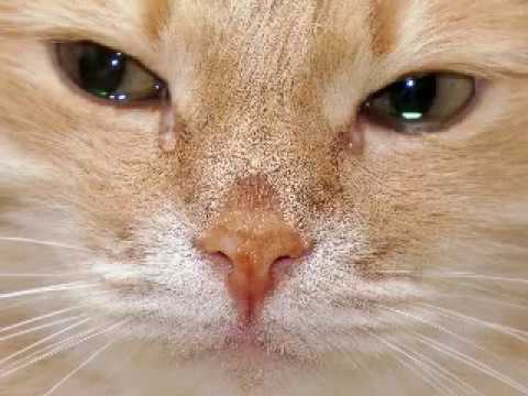 Cryi̇ng Cats Youtube