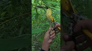 Solo Challenge Catching a Beehive in the Forest /Forest Honey