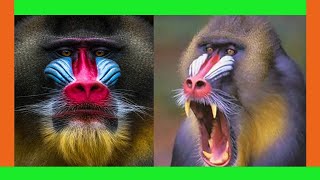 Mandrill : The most amazing video you have ever seen | mandrill facts