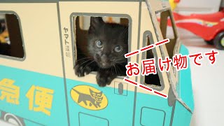 【捨て猫　保護】子猫3匹にダンボールでトラック作ってみた