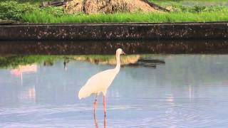 Siberian white crane call, 白鶴叫聲