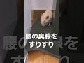 ハムスターのいる生活 キンクマ ハムスター 飼育 長毛ハムスター 小動物 おかか