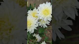 Beautiful chrysanthemum continuous blooming in my terrace garden