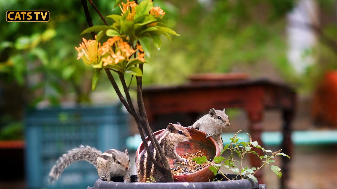Cat Tv For Cats To Watch Pretty Birds And Squirrels Relax Your Cat 4k