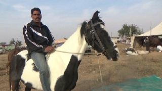 मारवाड़ी घोड़ी  वीडियो Black and White Marwari Mare in Nagaur Cattle Fair Mela horse video घोड़ा बाज़ार