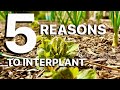 🌱 Intercropping Vegetables in your Garden