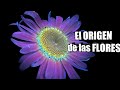 🥰ANGIOSPERMAS: la explosión del color 🌺