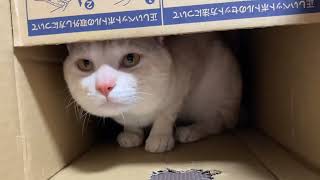 段ボールの中で暴れる猫