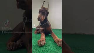 Bu yavru çok meraklı 😆 #dobermanlovers #dobermanlove #doberman #dog #dogs #dogsofinstagram