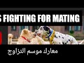 Watch the amazing behayiour of dogs  for mating  | Animals Mating  | Dogs Mating