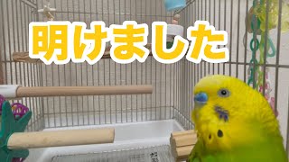 新年のご挨拶はどうなったのか･･･そして、飼い主との掛け合い”エイエイオー“【セキセイインコ】