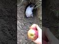 I feed the rabbit apples