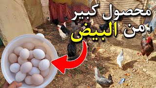 جمع محصول بيض الدجاج 🐔