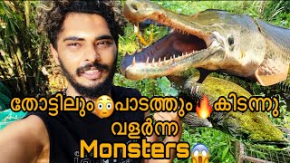 😱തോട്ടിൽ കിടന്നു വലുതായ🐊Aligator garum Arapaimayum🔥| 5.5 feet Aligator gar🔥