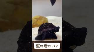 【海きらら】春の特別展 みんな知ってるかい？貝の世界展 #水族館