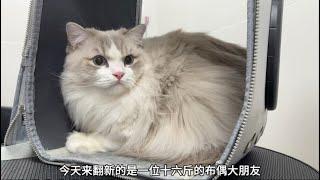 “翻新洗护一位十六斤的布偶猫 整个过程也太解压了吧！”