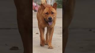 中华田园犬是有点“土”气，这个“土”是活在华夏五千年土地的土，是炎黄土地的黄#中华田园犬 #广西土猎#金钱尾