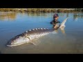 Big Sturgeon Caught on Camera by Yuri Grisendi