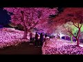 関東屈指2500本の桜の祭典「さがみ湖桜まつり」