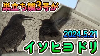 №22 イソヒヨドリ 巣立ち雛3号 20240521