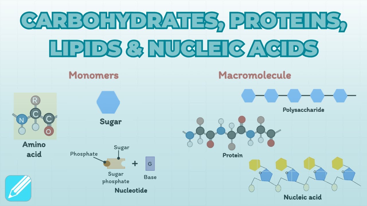 Biological Molecules Carbohydrates Lipids Proteins Nucleic Acids