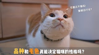 自信猫or胆小猫？是什么影响了猫咪的性格？