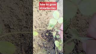 how to grow strawberries at home #gardening #garden #plants #farming #gardeningtherapy #shorts #song