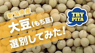 枝豆精選別機で「大豆を選別」してみた！（もち豆編）