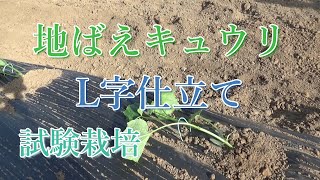 地ばえキュウリのL字仕立て栽培（試験）