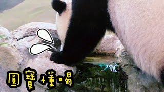 圓寶喝水一定找最上面的乾淨小水池，圓寶超聰明|熊貓貓熊The Giant Panda Yuan Yuan and Yuan Bao|台北市立動物園