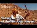 Handling the deadliest snakes of Morocco | SLICE