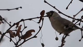 イカル初めて見ました　#イカル　#野鳥　#北海道