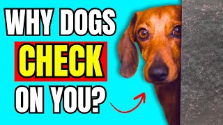 If Dogs Keep CHECKING On You, This Is What It Really Means