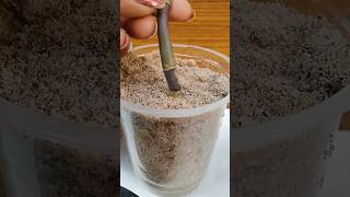 How To Propagate Purple Heart In Soil From Stem Cutting।