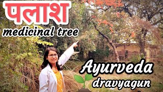 palash tree || पलाश || medicinal tree ||dravyagun|| bams 2 nd year ||@TeenaChaudharyBhu