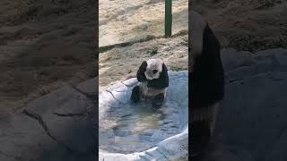 熱暈了洗洗澡，熊貓洗澡澡Funny video of the panda #panda