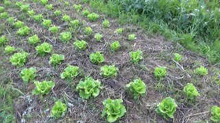 【自然農】2023年3月27日 踏み込み温床での育苗の様子・春のレタス【natural farming】