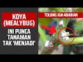 KOYA (MEALYBUG) - INI PUNCA TANAMAN TAK MENJADI