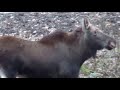 moose on the forest pond zarechniy russia Лось на Лесном утром 16.11.2017 без музыки