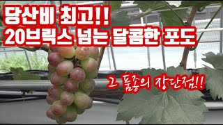 포도 신품종 샤인머스캣(샤인머스켓) 1세대가 선택한 품종은? 소비자 입 호강하겠네!! 앞으로 대세 품종이 될 수 있을까??